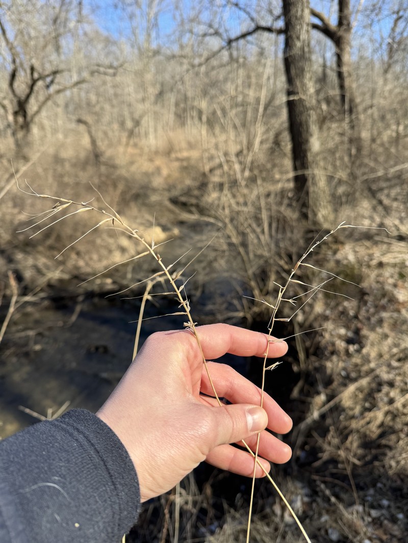 Elymus hystrix var. hystrix photo 4