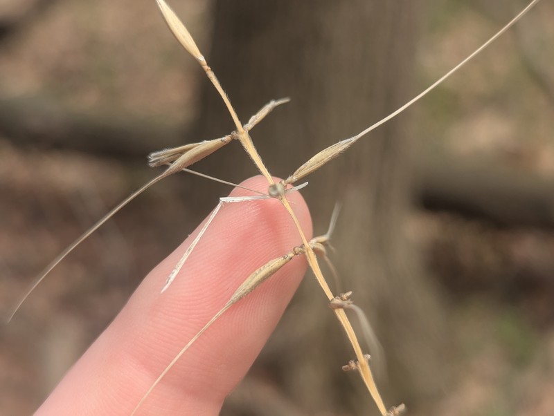 Elymus hystrix var. hystrix photo 5