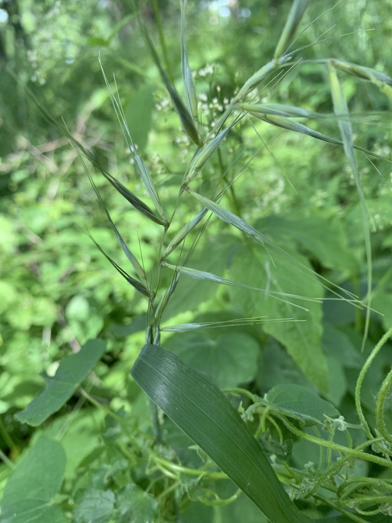 Elymus hystrix var. hystrix photo 6