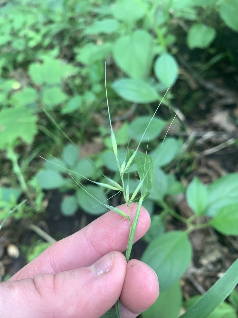 Elymus hystrix var. hystrix photo 7