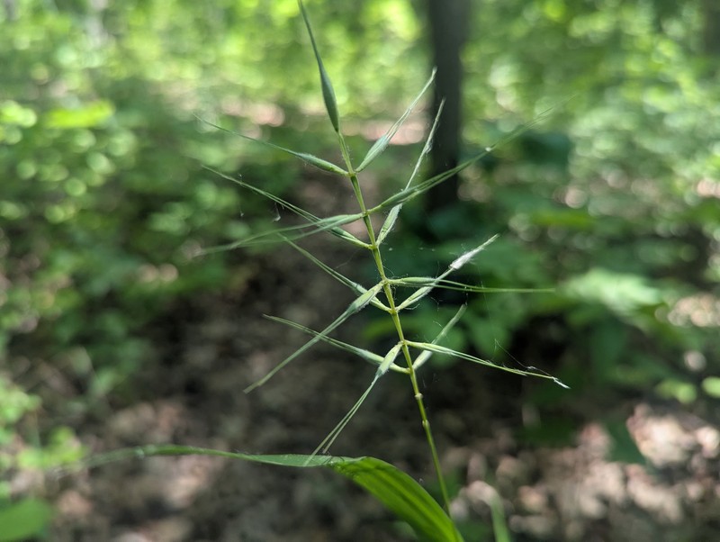 Elymus hystrix var. hystrix photo 8