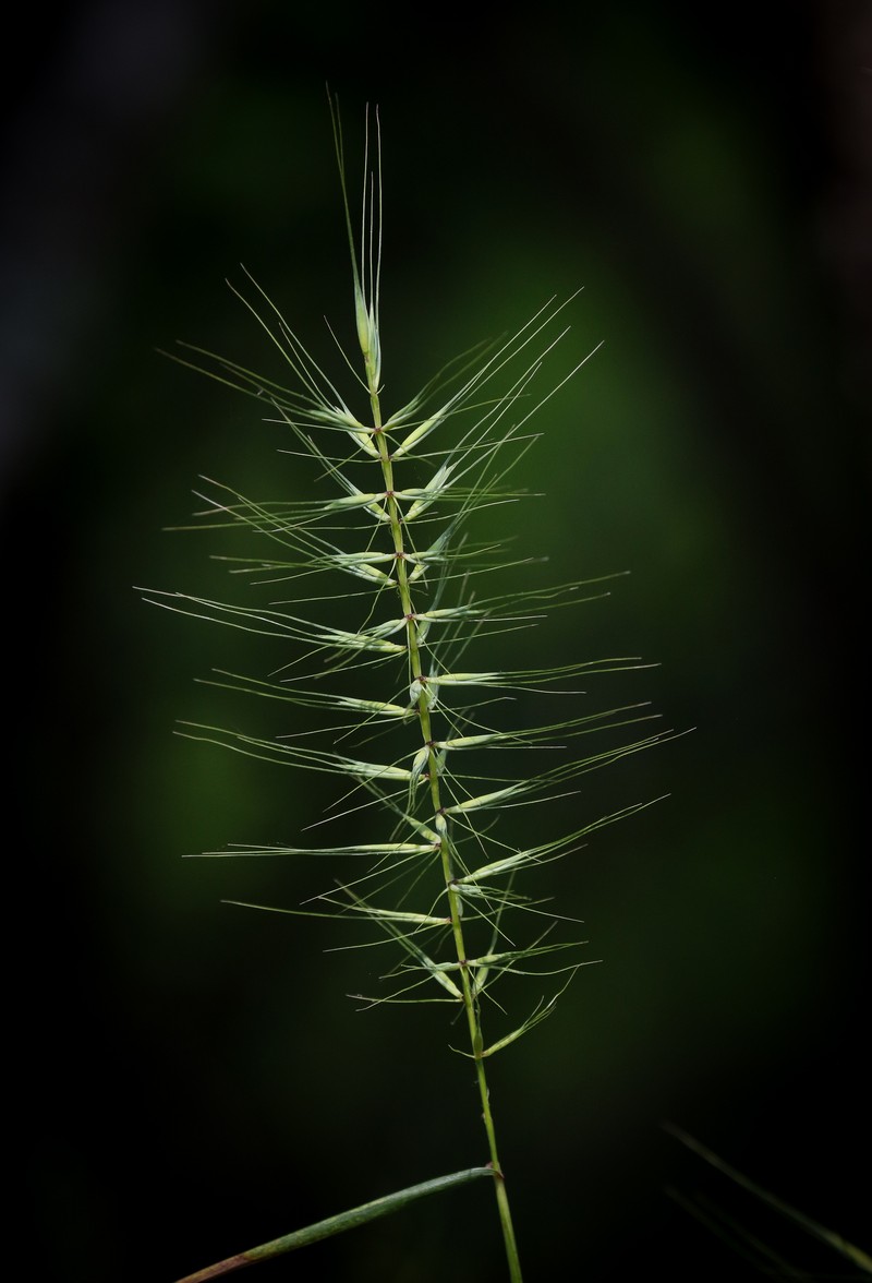 Elymus hystrix var. piedmontanus