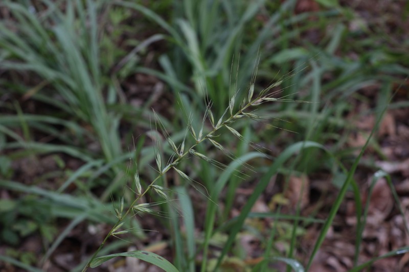 Elymus hystrix var. piedmontanus photo 2