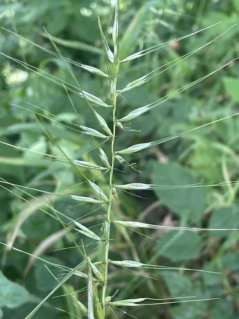Elymus hystrix var. piedmontanus photo 3