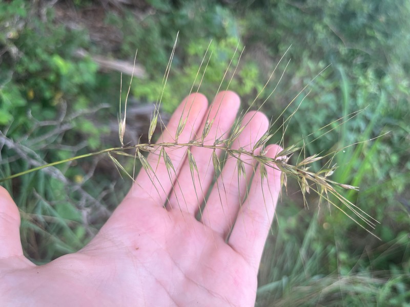 Elymus hystrix var. piedmontanus photo 4