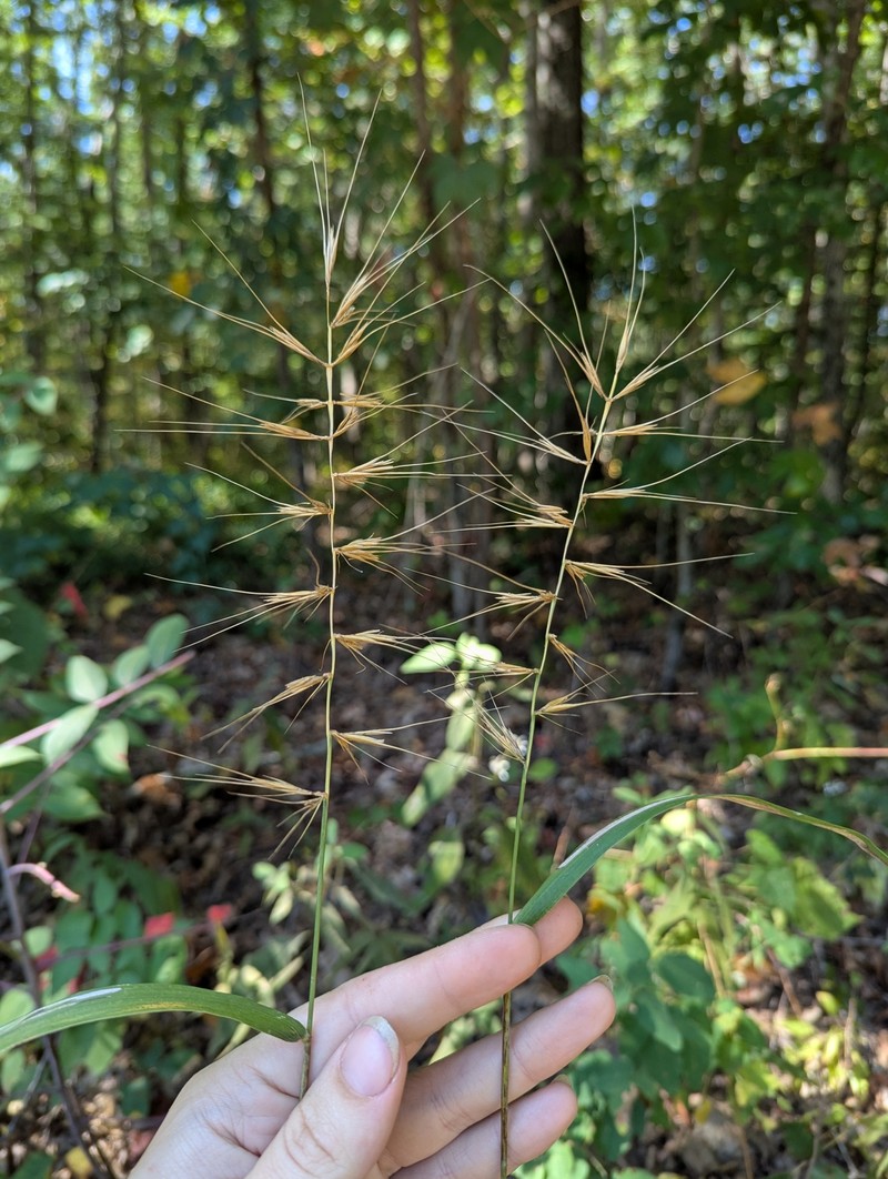 Elymus hystrix var. piedmontanus photo 5