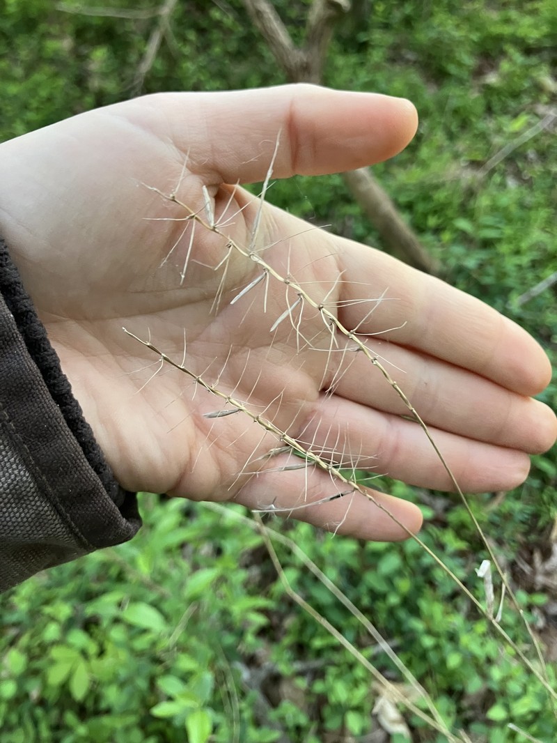 Elymus hystrix var. piedmontanus photo 6