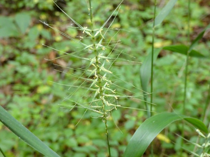 Elymus hystrix var. piedmontanus photo 7