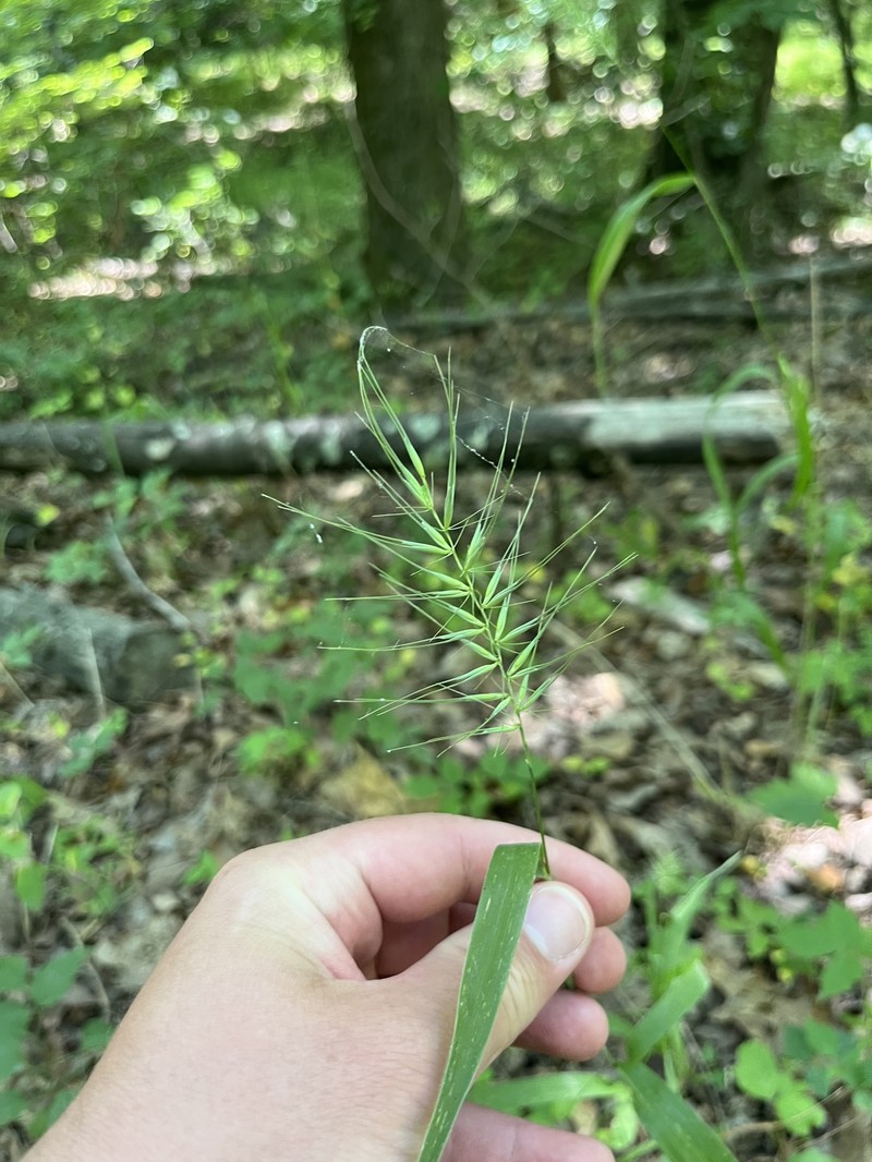 Elymus hystrix var. piedmontanus photo 8