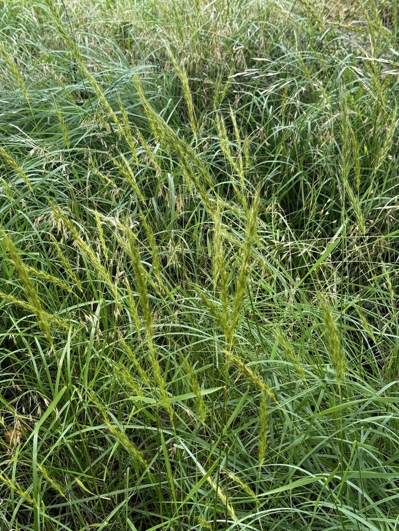 Texas Wildrye
