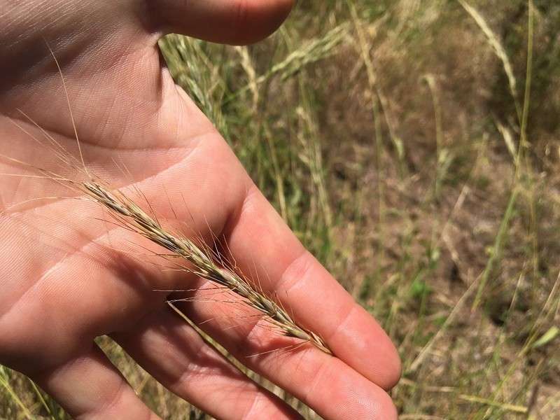 Texas Wildrye photo 2