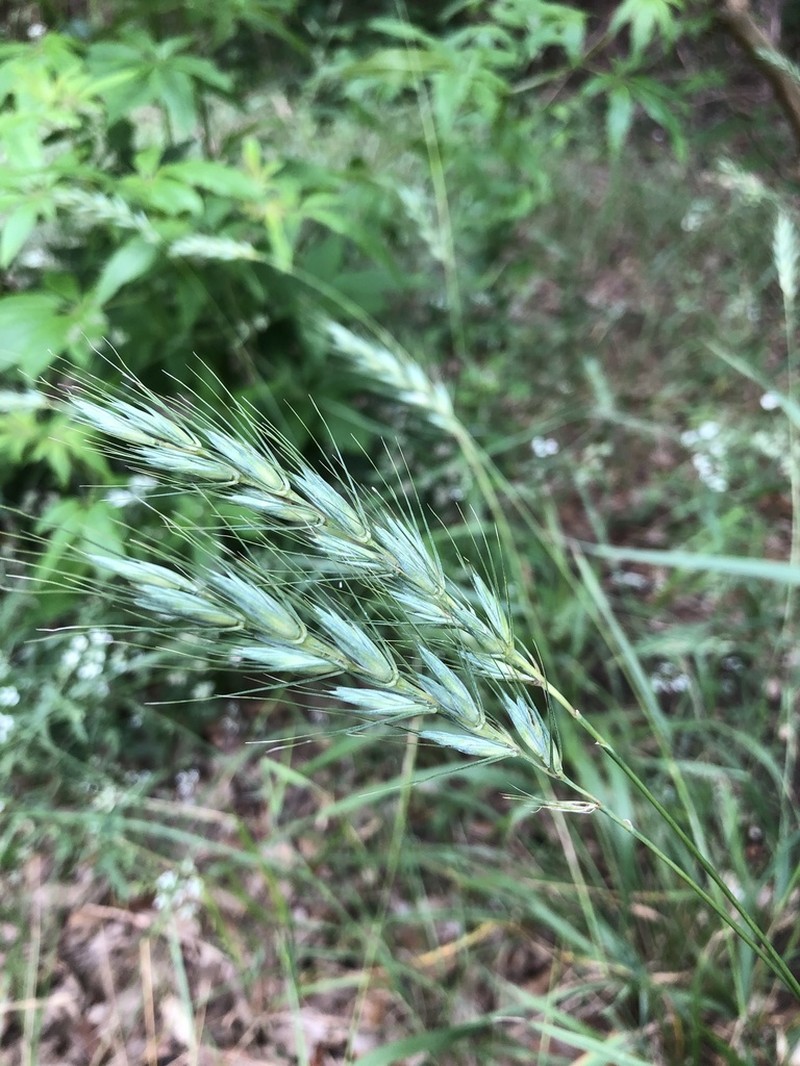Texas Wildrye photo 6