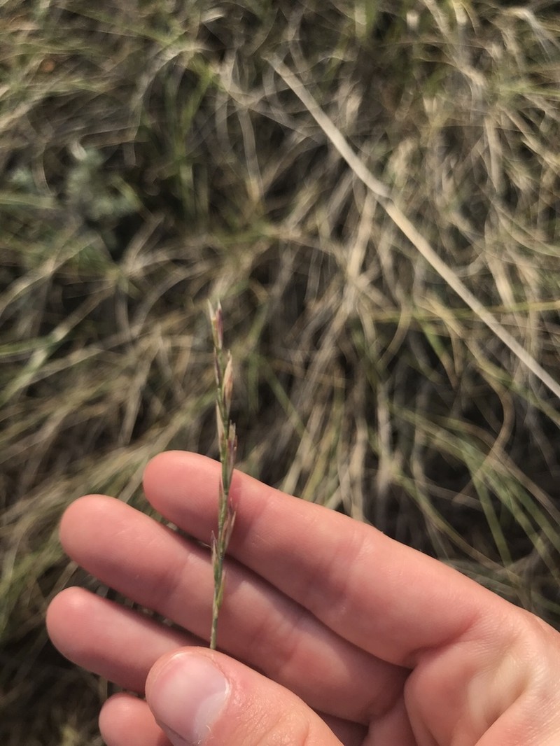 thickspike wheatgrass