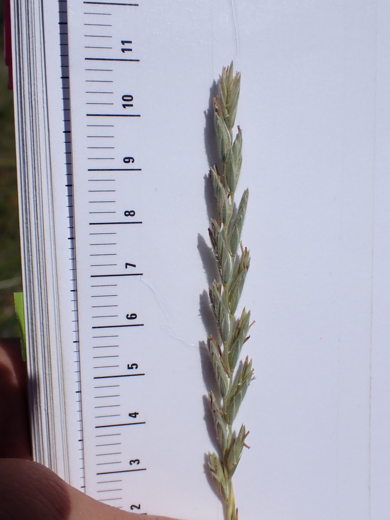thickspike wheatgrass photo 2