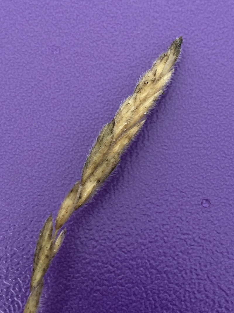 thickspike wheatgrass photo 3