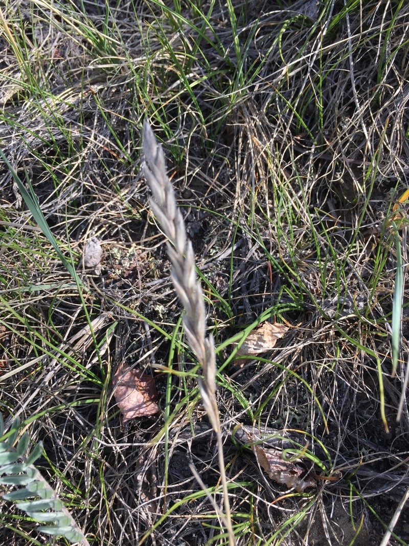 thickspike wheatgrass photo 4