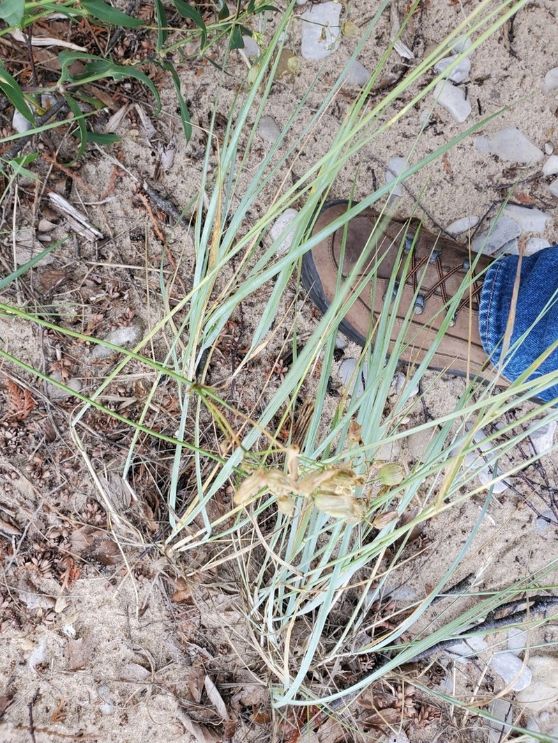 thickspike wheatgrass photo 5