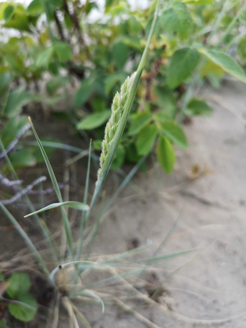 thickspike wheatgrass photo 6