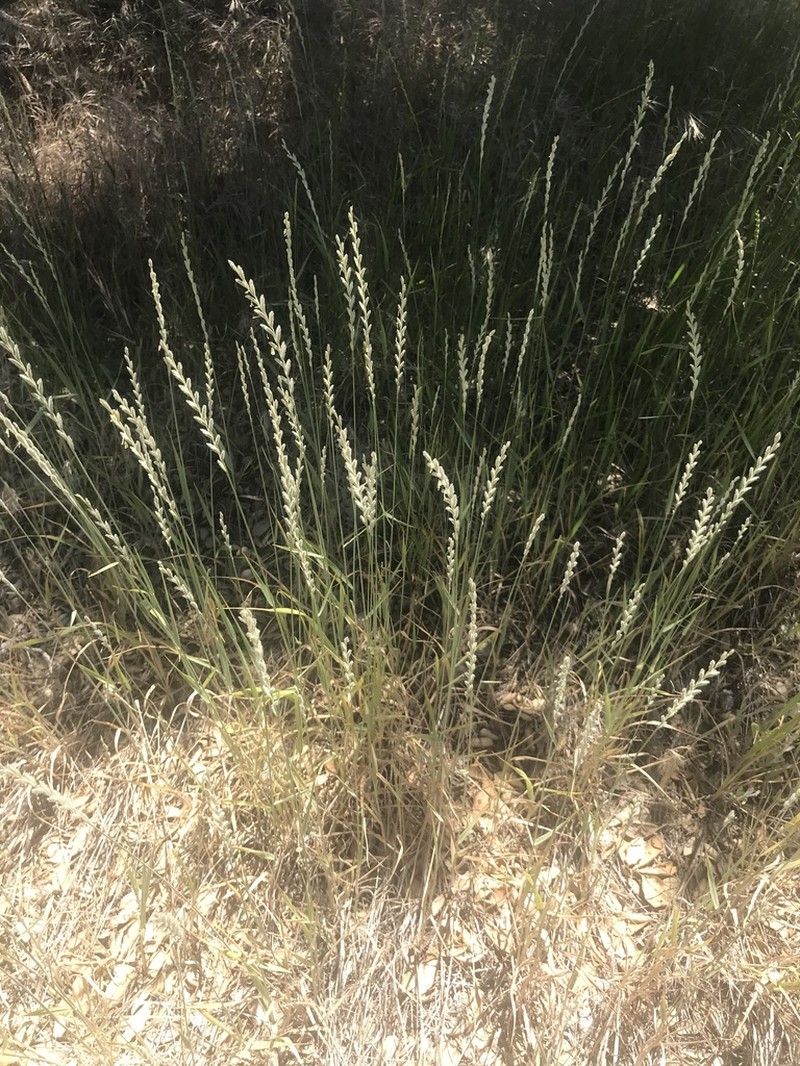 thickspike wheatgrass photo 7