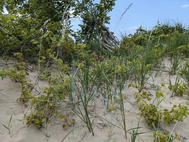 thickspike wheatgrass photo 8