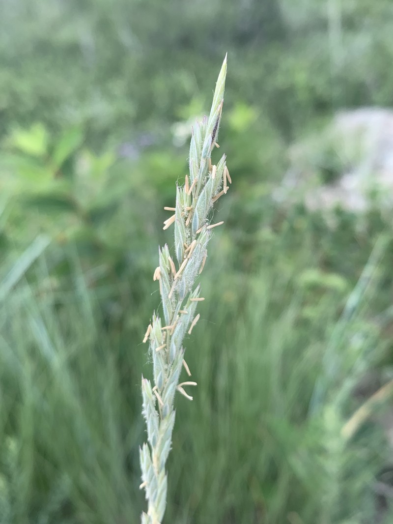 Elymus lanceolatus subsp. lanceolatus