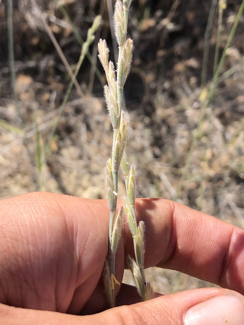Elymus lanceolatus subsp. lanceolatus photo 4