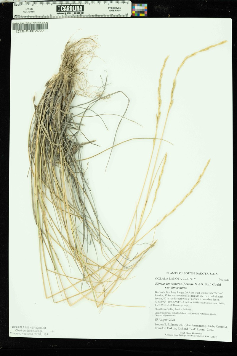 Elymus lanceolatus subsp. lanceolatus photo 5