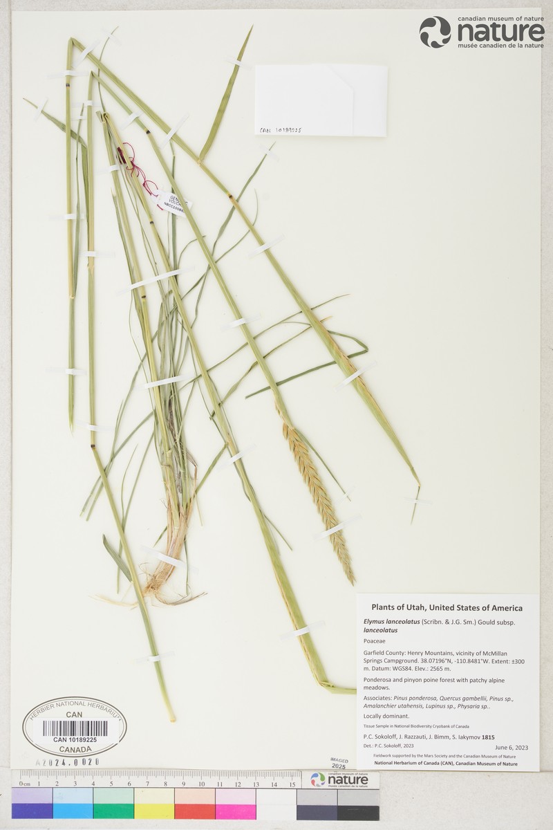 Elymus lanceolatus subsp. lanceolatus photo 6