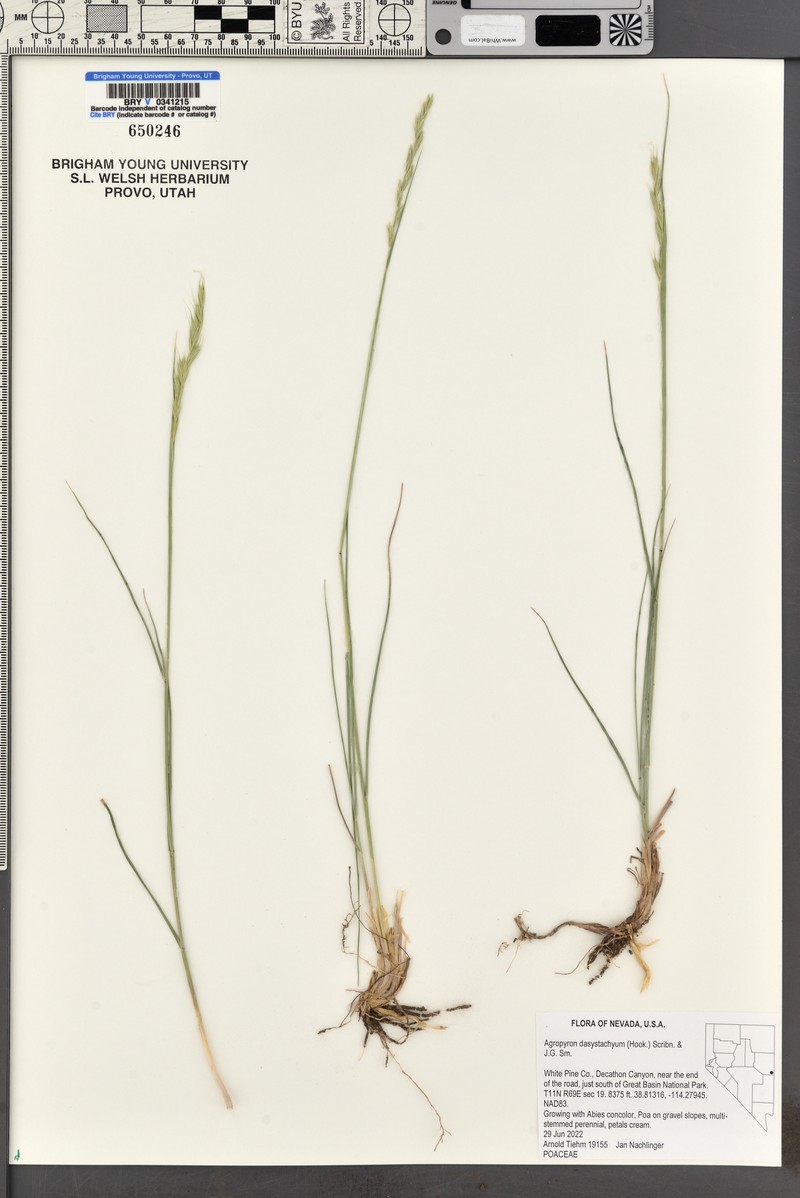 Elymus lanceolatus subsp. lanceolatus photo 7