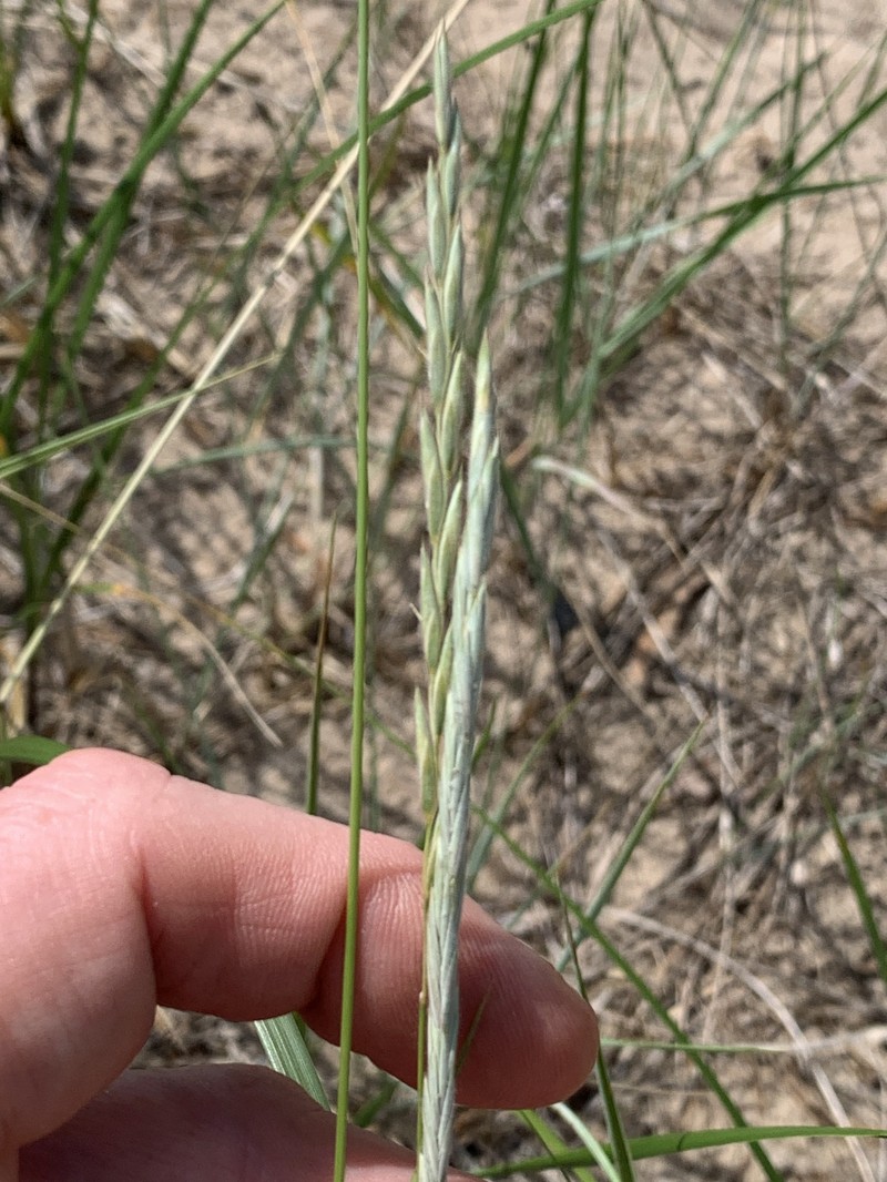 Yukon Wheatgrass