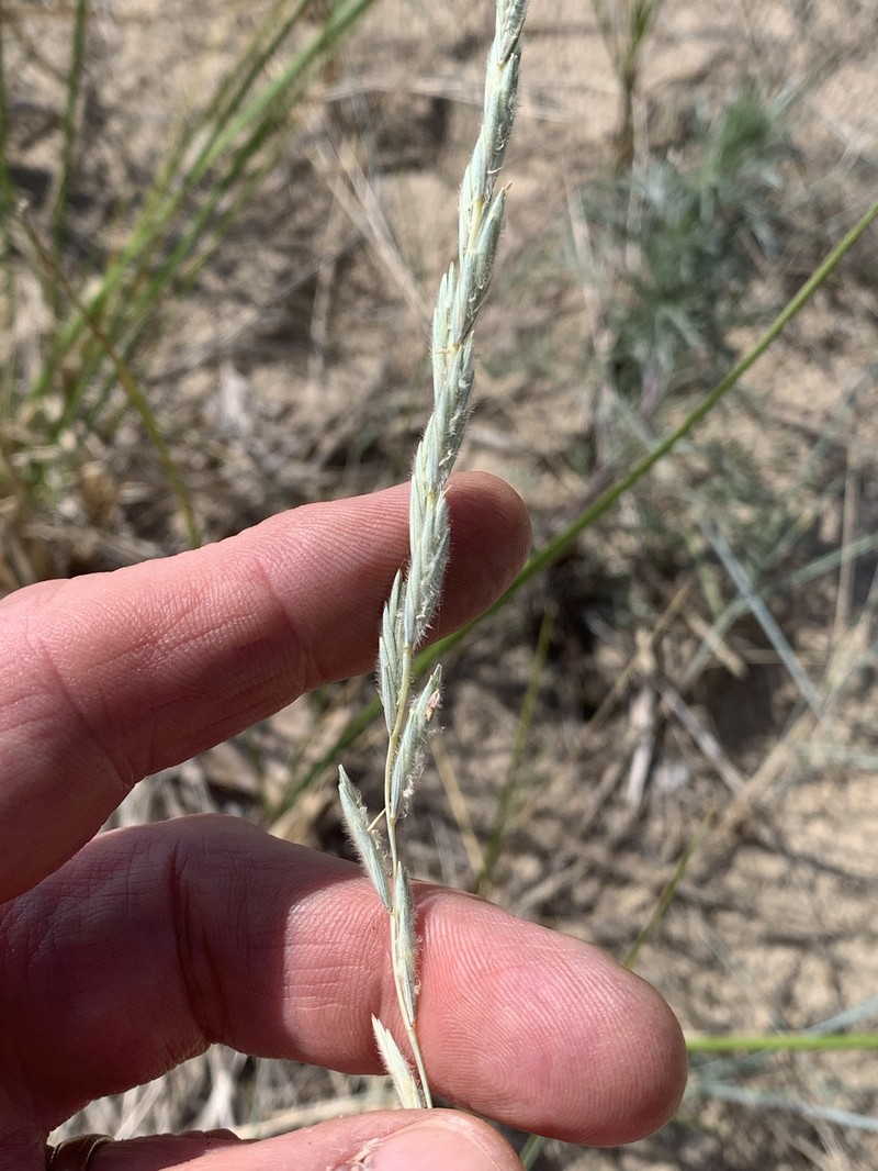 Yukon Wheatgrass photo 2