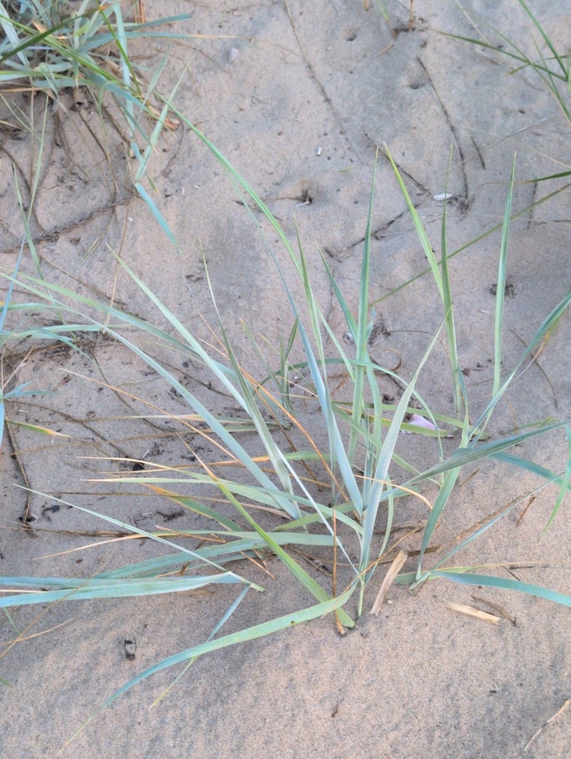 Yukon Wheatgrass photo 3