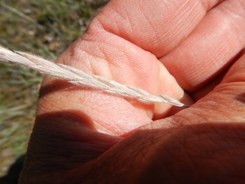 Yukon Wheatgrass photo 4