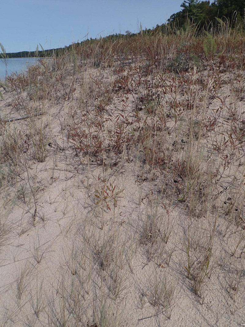 Yukon Wheatgrass photo 5