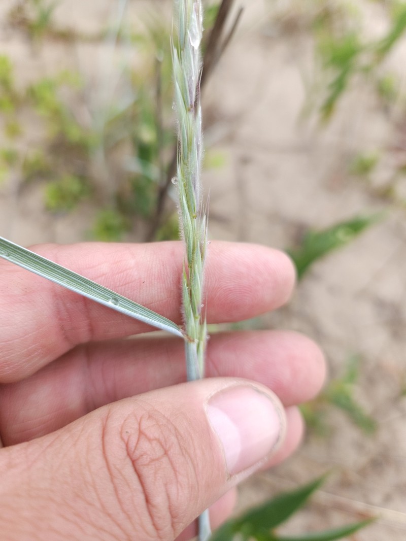Yukon Wheatgrass photo 6