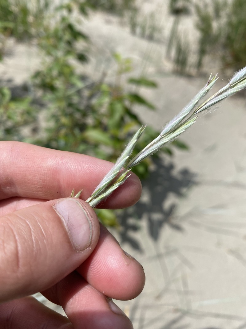 Yukon Wheatgrass photo 7