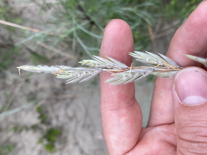Yukon Wheatgrass photo 8