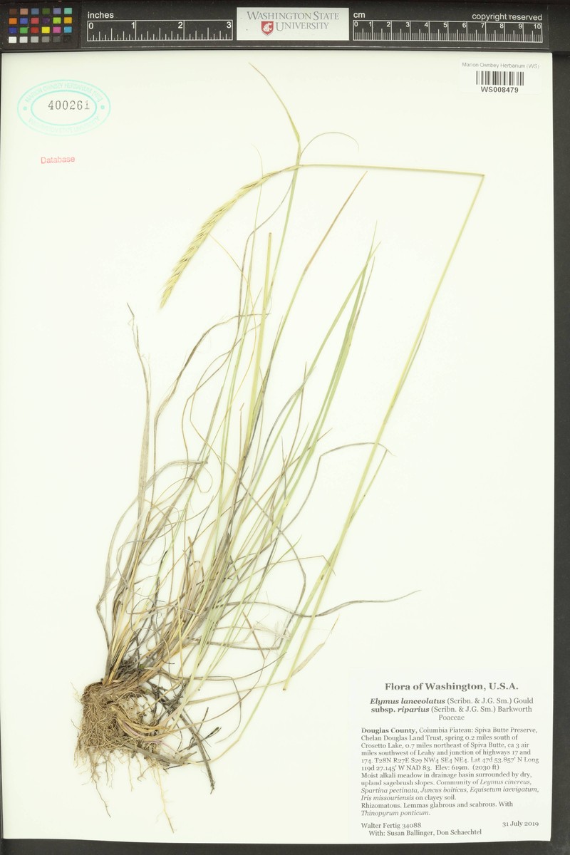 Elymus lanceolatus subsp. riparius photo 3