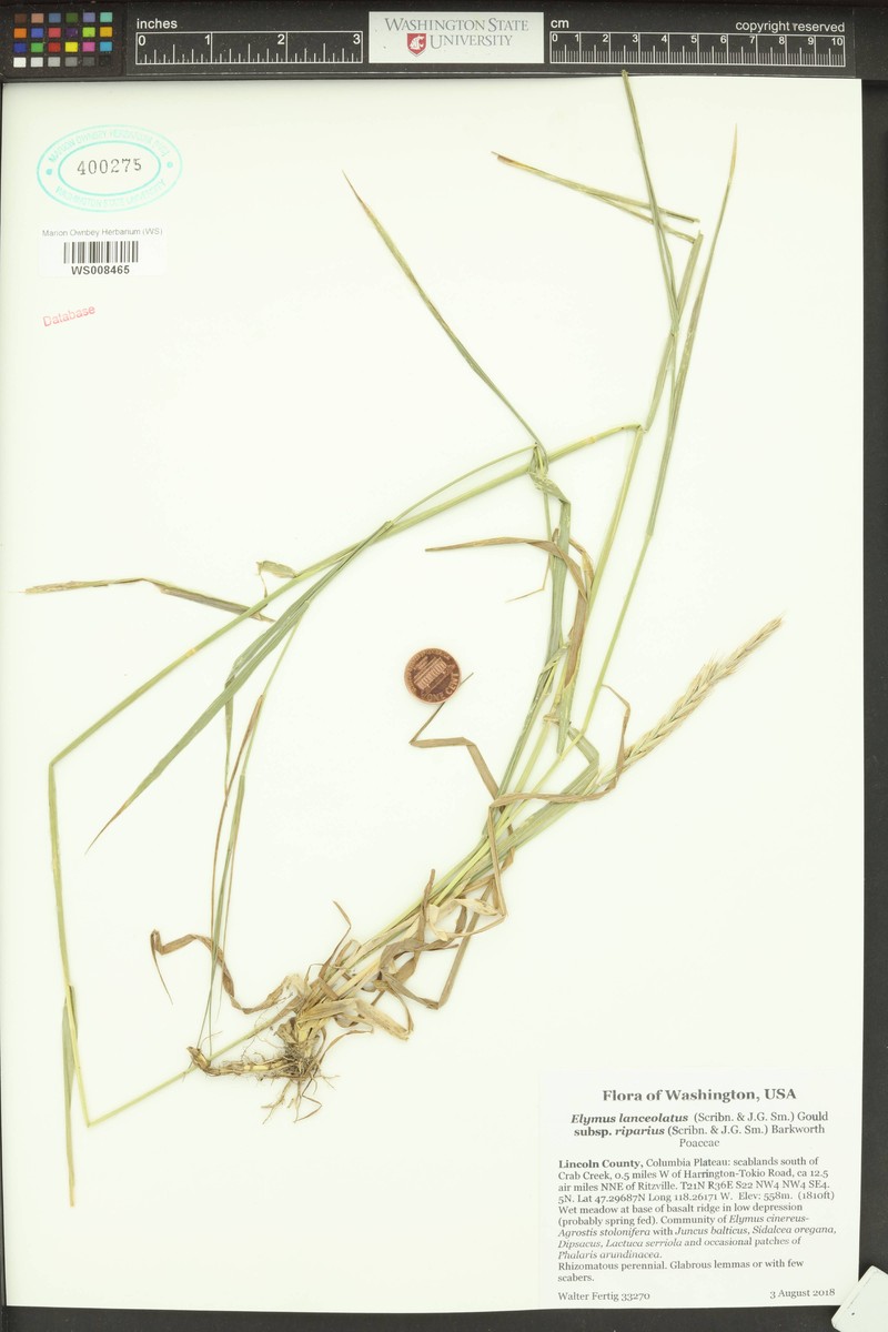 Elymus lanceolatus subsp. riparius photo 4