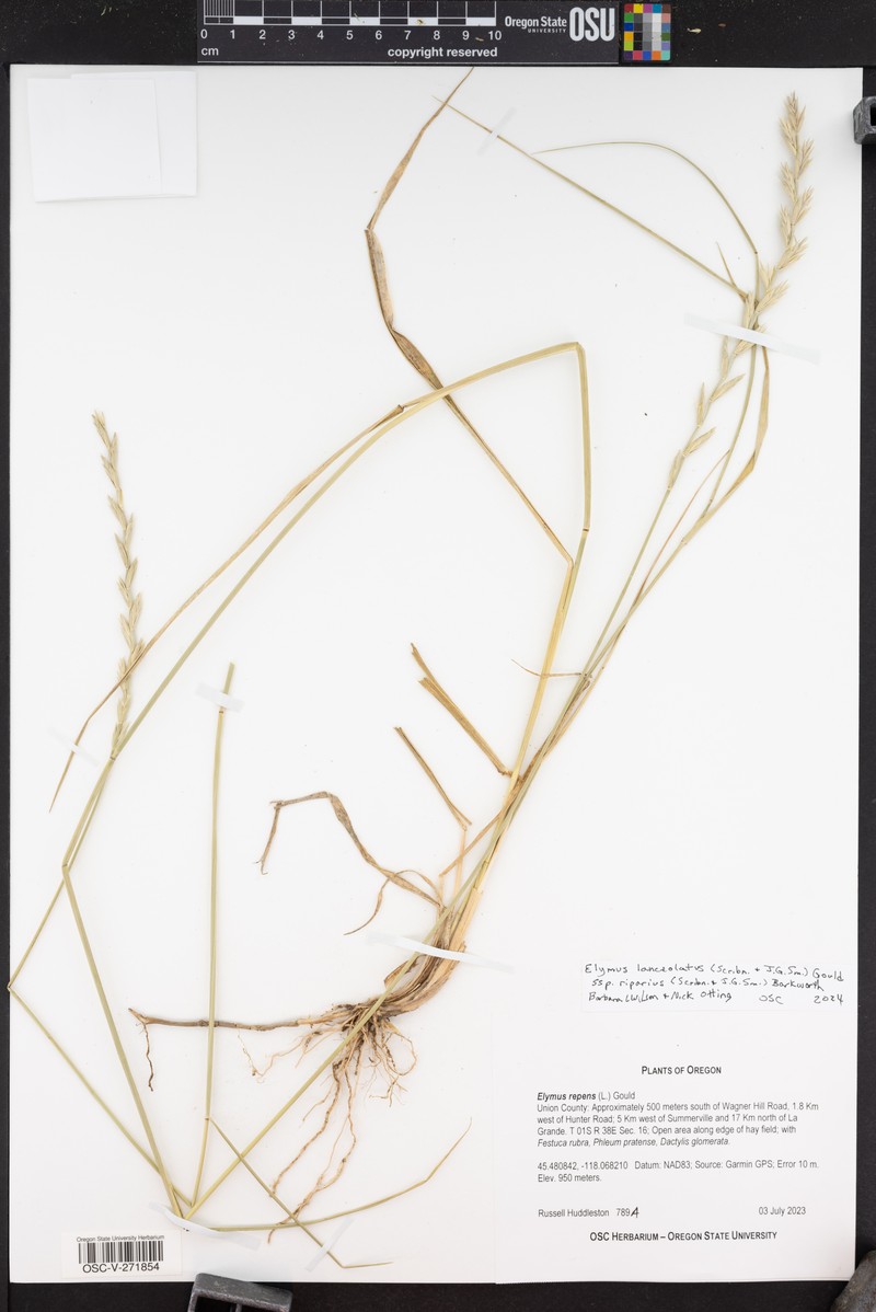 Elymus lanceolatus subsp. riparius
