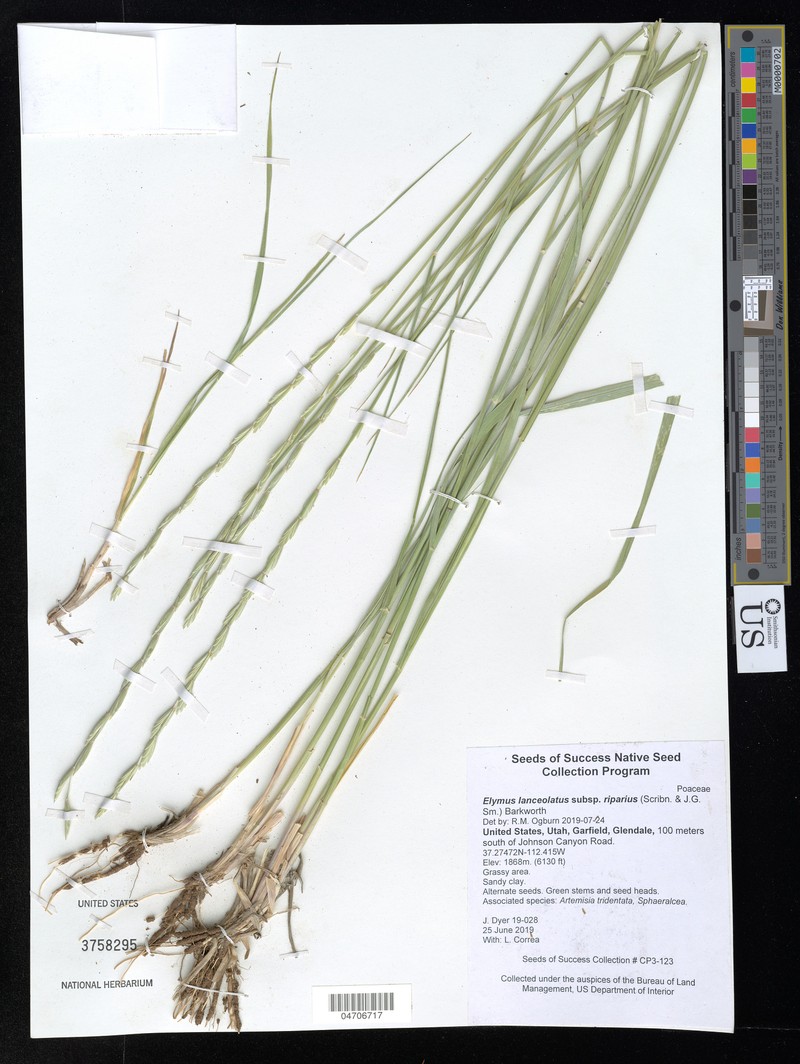 Elymus lanceolatus subsp. riparius photo 2