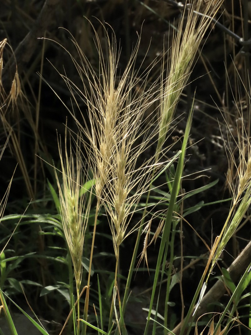 Elymus longifolius