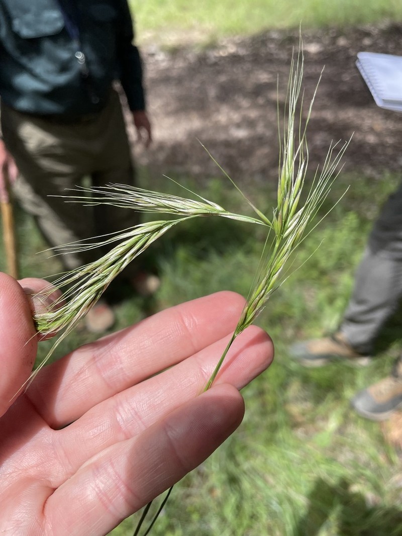 Elymus longifolius photo 2