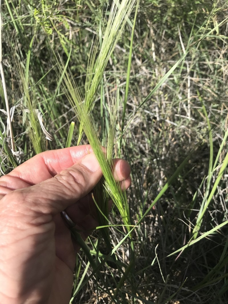 Elymus longifolius photo 3