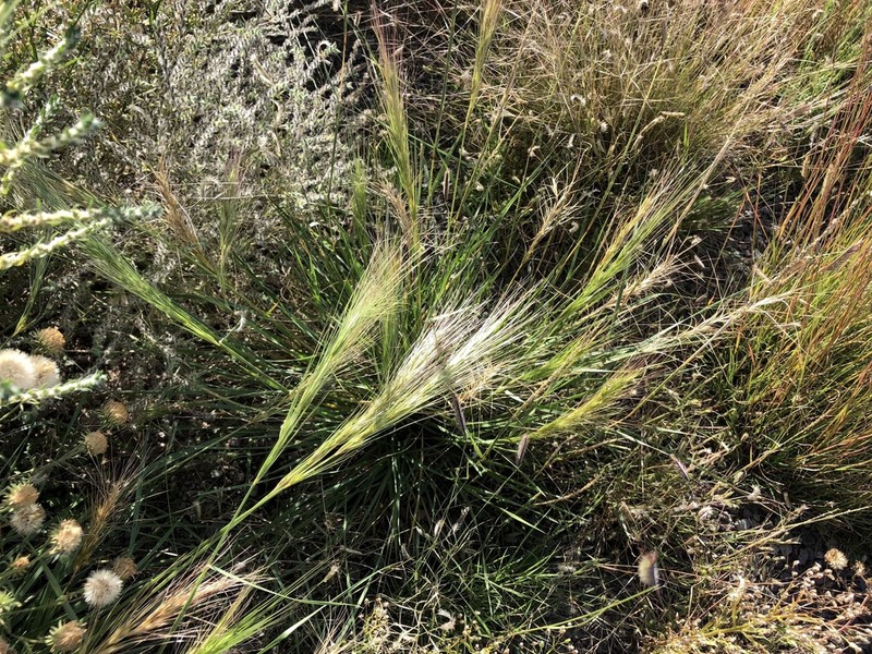 Elymus longifolius photo 4