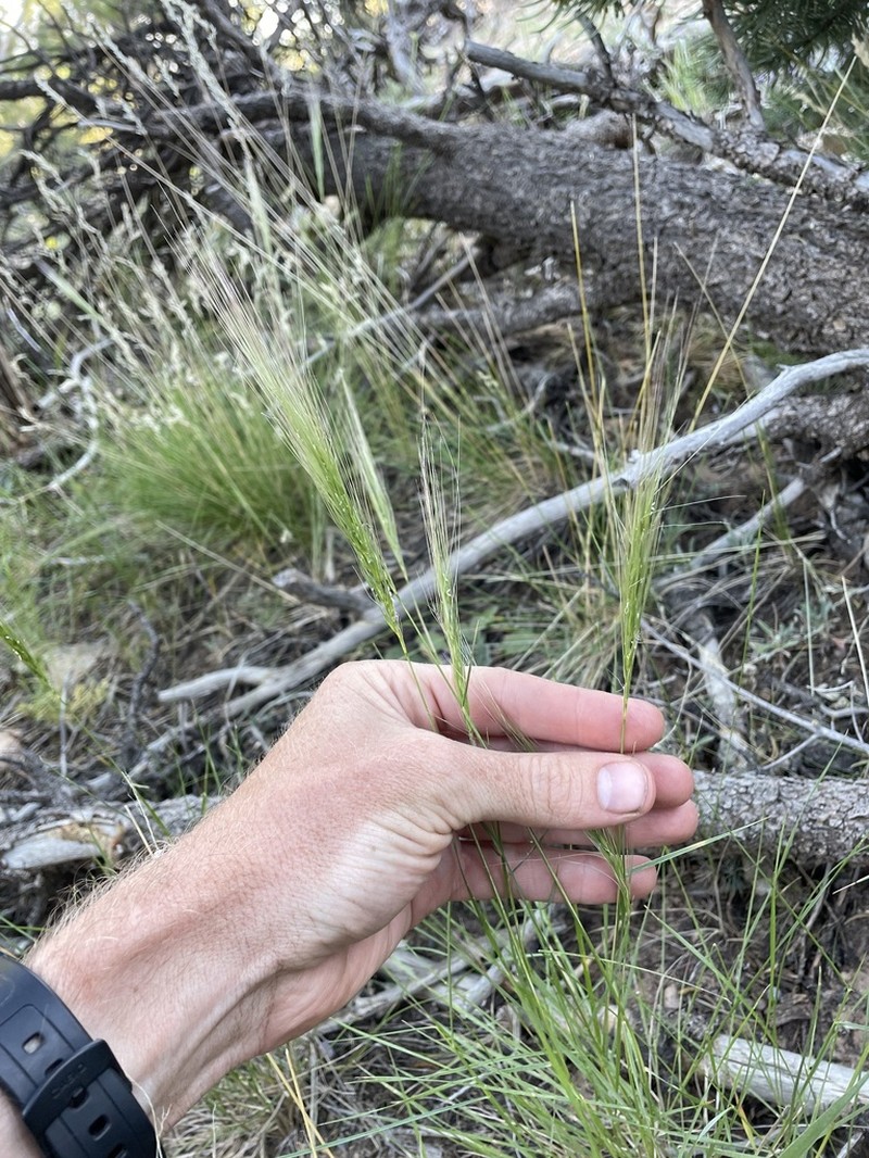 Elymus longifolius photo 5