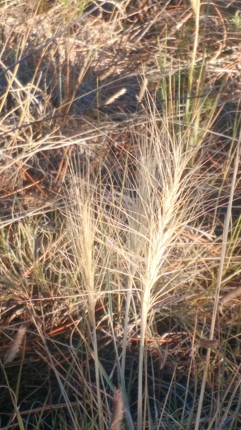 Elymus longifolius photo 6
