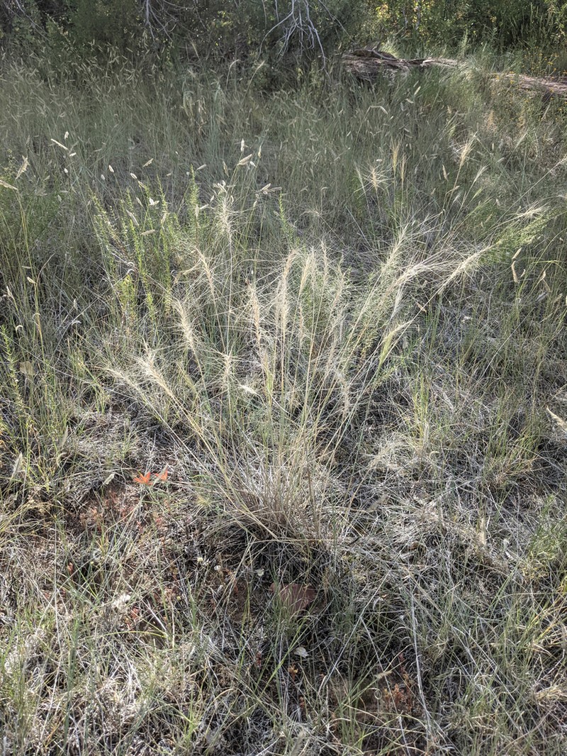 Elymus longifolius photo 7