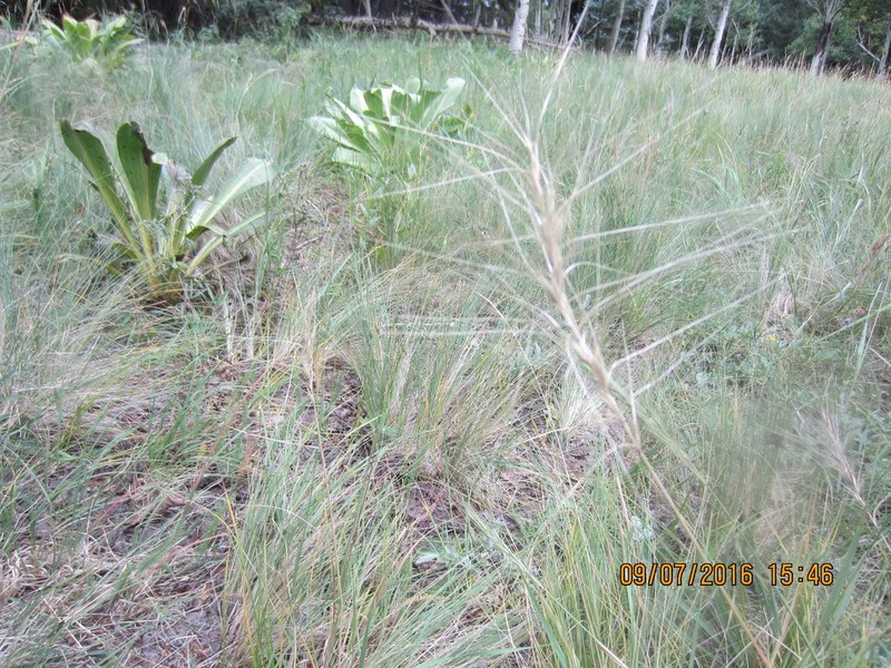 Elymus longifolius photo 8