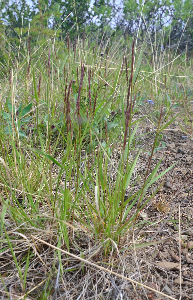 Elymus kronokensis